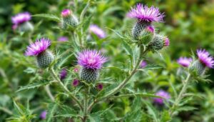 Jak plaster chroni wątrobę i serce. W Polsce rzadko trafia na talerze